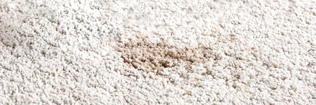 spilled tea on a Beni Ourain rug