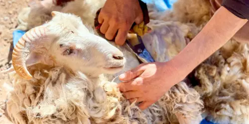 Artisan shearing a sheep to collect wool for Moroccan rug making