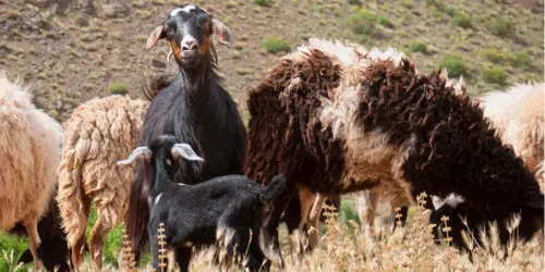 Sheep in the Atlas Mountains providing wool for Moroccan rug making